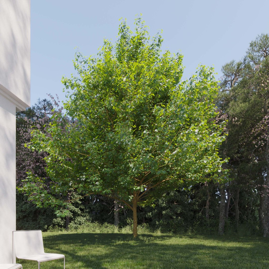 3D Real Trees III https://p.turbosquid.com/ts-thumb/6B/8vPwdA/0M/vpsycamoremaplev4/jpg/1685383518/1920x1080/fit_q87/53b625869852afa77c1f15ec4b76d9dbf07cca55/vpsycamoremaplev4.jpg