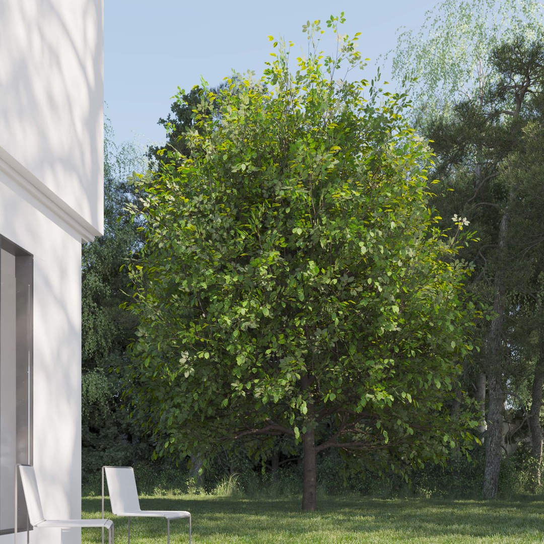 3D Real Trees III https://p.turbosquid.com/ts-thumb/6B/8vPwdA/0c/vpoaktreev3/jpg/1685383469/1920x1080/fit_q87/00a1702ecd2fe0aec60d4bc881f443ac7a3112c5/vpoaktreev3.jpg