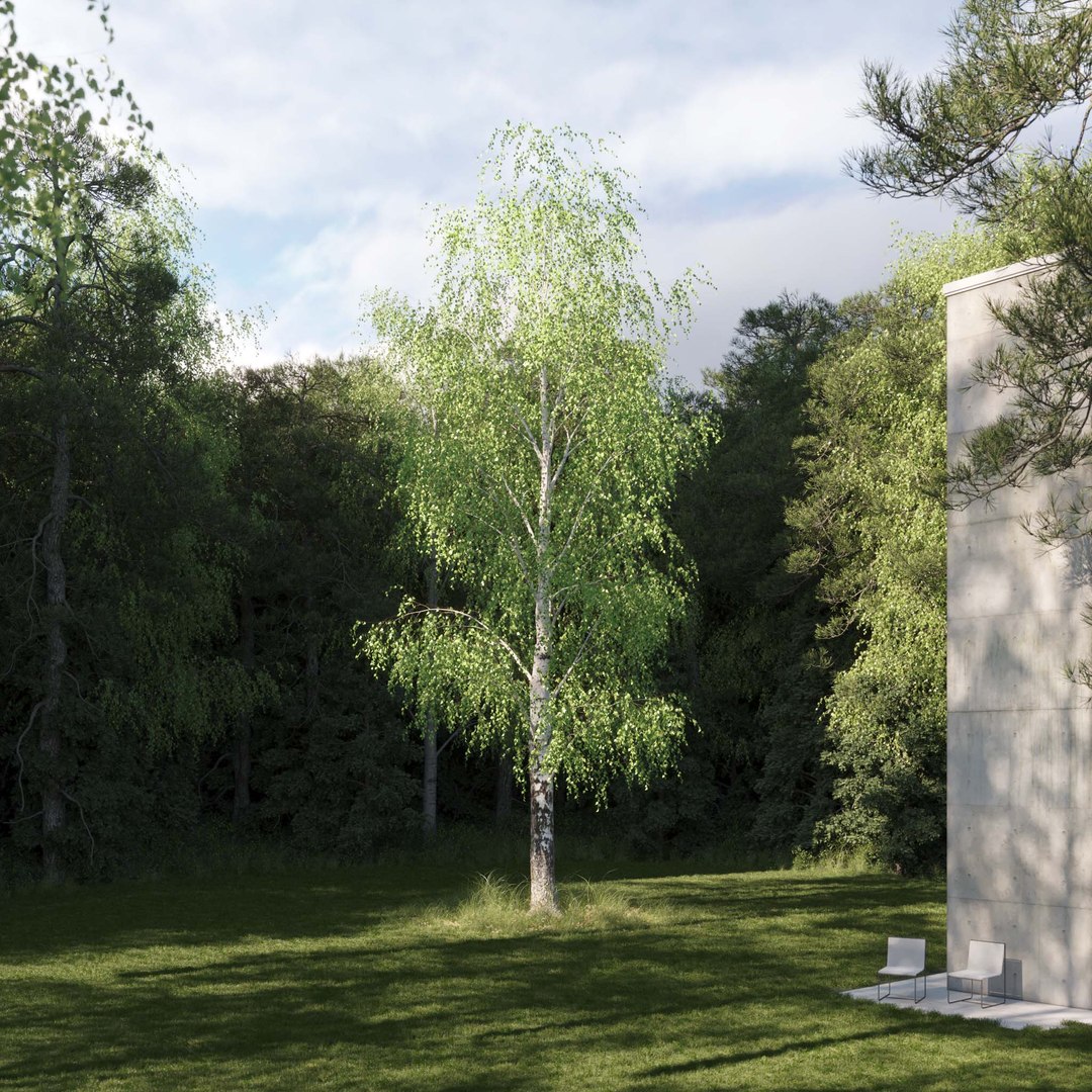 3D Real Trees III https://p.turbosquid.com/ts-thumb/6B/8vPwdA/2P/vpbirchv102k/jpg/1685383343/1920x1080/fit_q87/6c686c4d5c7f20b6b7460c72b712550b1e39bfbb/vpbirchv102k.jpg
