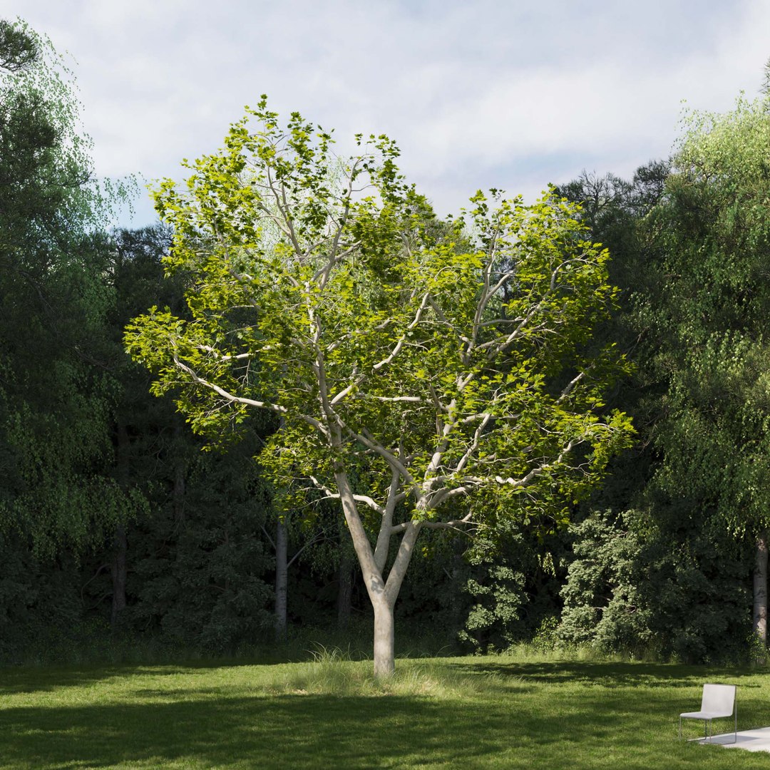3D Real Trees III https://p.turbosquid.com/ts-thumb/6B/8vPwdA/2o/vpamericanplanetreev9/jpg/1685383555/1920x1080/fit_q87/90d264b36af39b678694ad4dd443a8e7fda67372/vpamericanplanetreev9.jpg