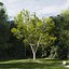 Real Trees III