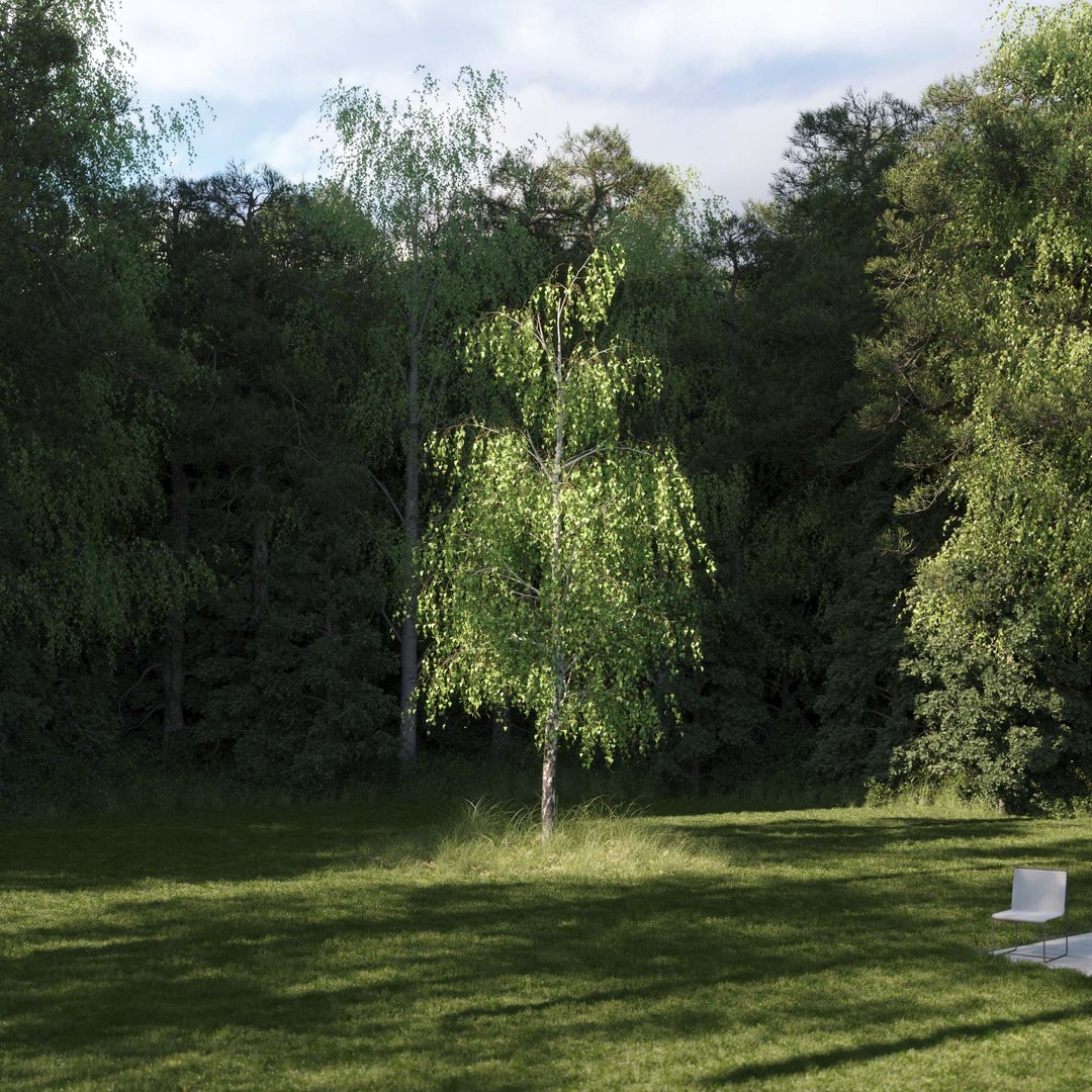 3D Real Trees III https://p.turbosquid.com/ts-thumb/6B/8vPwdA/3W/vpbirchv82k/jpg/1685383342/1920x1080/fit_q87/f836069fea16155b5f684e44257a5b51d3fe15ef/vpbirchv82k.jpg