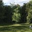 Real Trees III