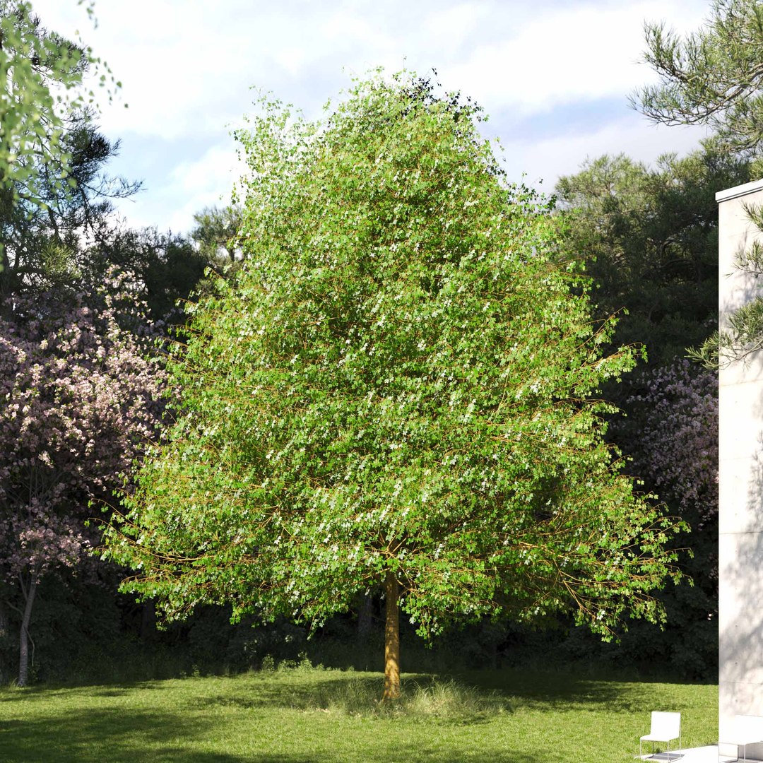 3D Real Trees III https://p.turbosquid.com/ts-thumb/6B/8vPwdA/5R/vpsycamoremaplev9/jpg/1685383521/1920x1080/fit_q87/842fb32abfcfbed95cd966c5f1b967f68db84cc6/vpsycamoremaplev9.jpg