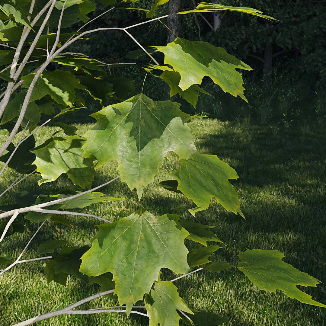 3D Real Trees III https://p.turbosquid.com/ts-thumb/6B/8vPwdA/5c/vpamericanplaneleaves/jpg/1685383549/1920x1080/fit_q87/54c2a76bf07adef03101dd92807e067ccc595dcd/vpamericanplaneleaves.jpg