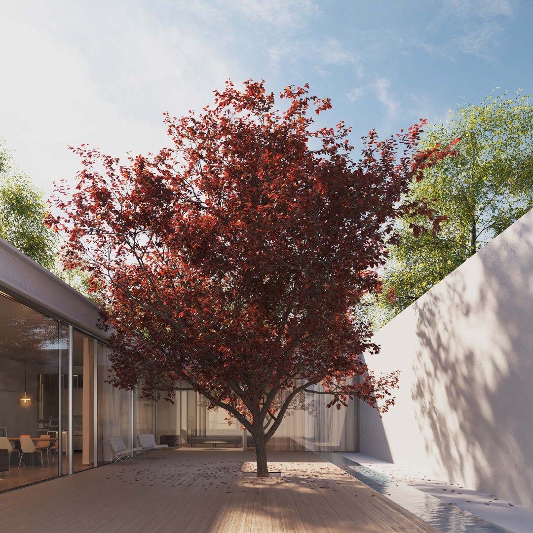 3D Real Trees III https://p.turbosquid.com/ts-thumb/6B/8vPwdA/6O/vpblackplumtreev9/jpg/1685383537/1920x1080/fit_q87/729184f8e0974563f97474bea8be7bbc7ff4244c/vpblackplumtreev9.jpg