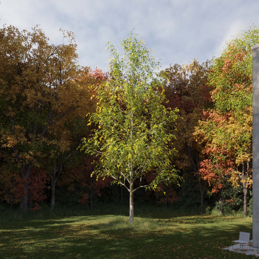 3D Real Trees III https://p.turbosquid.com/ts-thumb/6B/8vPwdA/7T/vplindentreev6/jpg/1685383409/1920x1080/fit_q87/3d7f29cf5136968cfe780325399cf35e20443a66/vplindentreev6.jpg