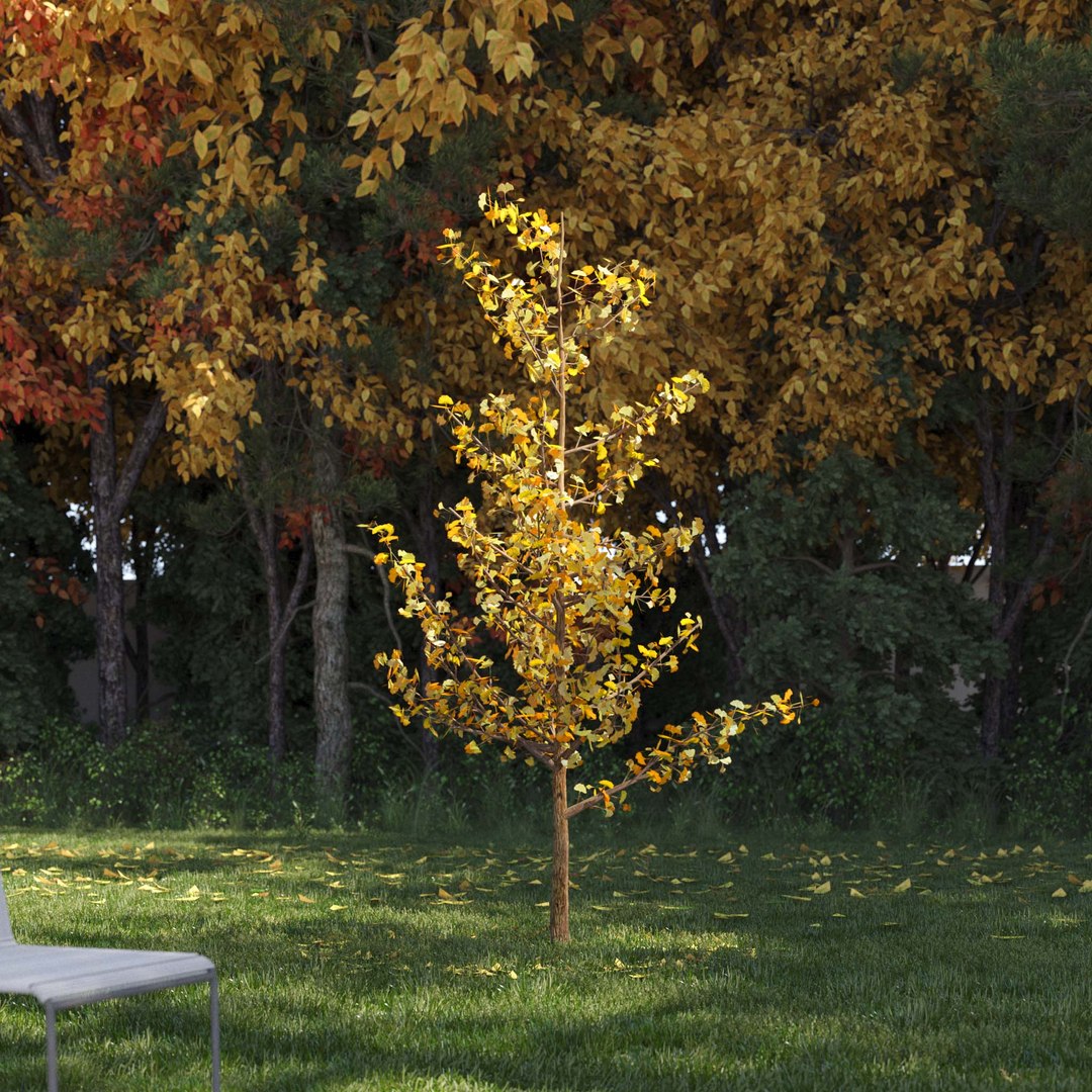 3D Real Trees III https://p.turbosquid.com/ts-thumb/6B/8vPwdA/7t/vpginkgotreev2/jpg/1685383377/1920x1080/fit_q87/927cb1e38a297effb448e7f55d0ae5cff3208d05/vpginkgotreev2.jpg