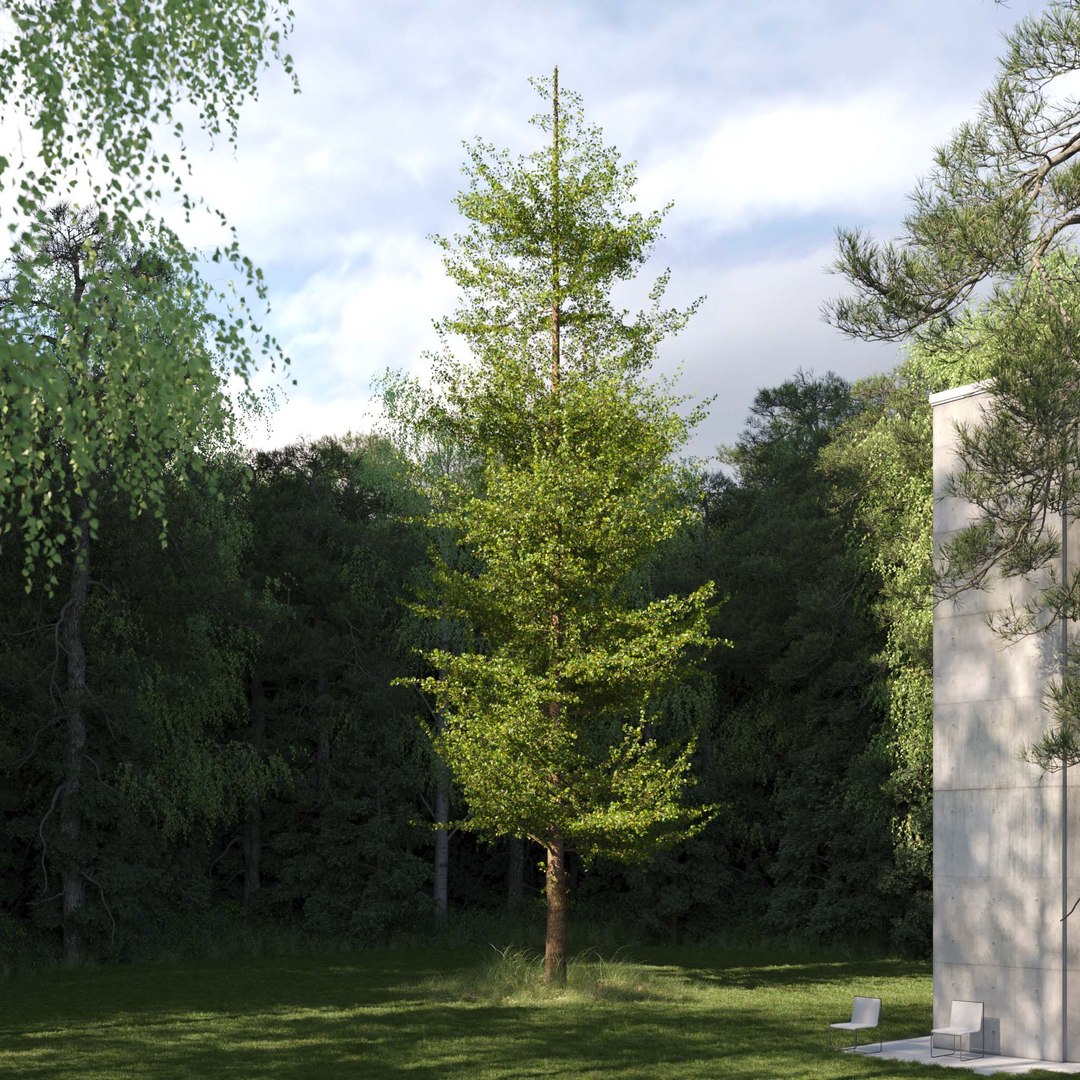 3D Real Trees III https://p.turbosquid.com/ts-thumb/6B/8vPwdA/Aw/vpginkgotreev11/jpg/1685383383/1920x1080/fit_q87/9917387564497c867a6ffae4e35b1ddbf3c2e2b9/vpginkgotreev11.jpg