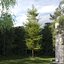 Real Trees III