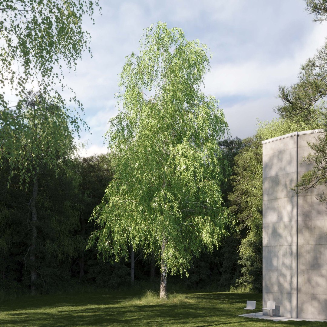 3D Real Trees III https://p.turbosquid.com/ts-thumb/6B/8vPwdA/BI/vpbirchv132k/jpg/1685383344/1920x1080/fit_q87/e0905822a9d608fd93e91ddc531685d690e2411b/vpbirchv132k.jpg