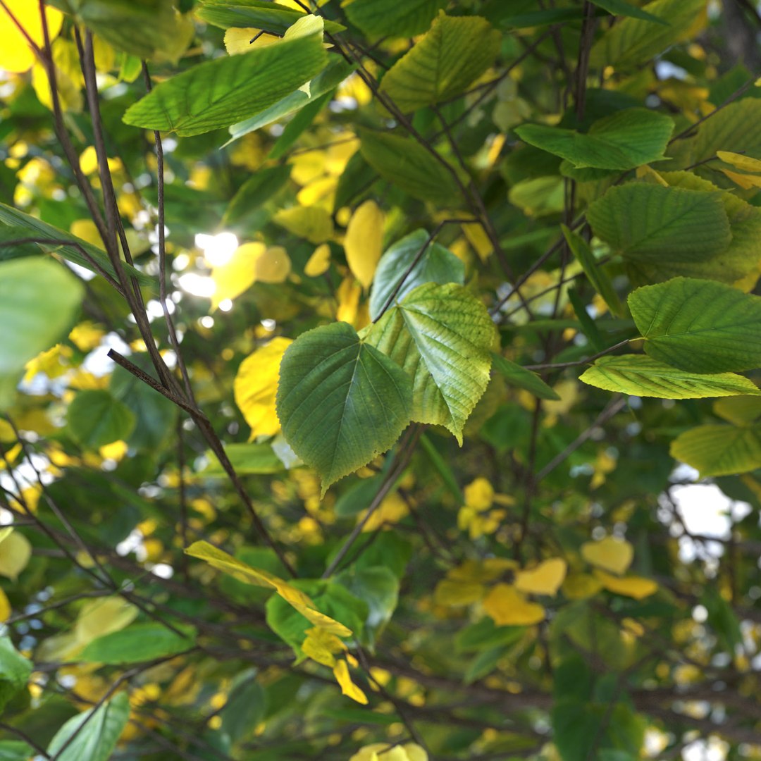 3D Real Trees III https://p.turbosquid.com/ts-thumb/6B/8vPwdA/C3/vpsummerlindenmood02close/jpg/1685383415/1920x1080/fit_q87/dd3c251410b76b8c0da632f16d95c075dcc7d65f/vpsummerlindenmood02close.jpg