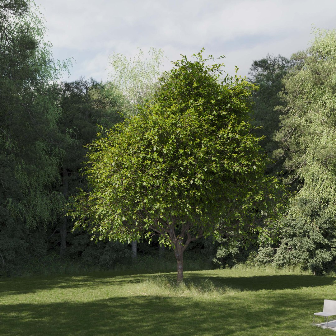 3D Real Trees III https://p.turbosquid.com/ts-thumb/6B/8vPwdA/C4/vpoaktreev6/jpg/1685383471/1920x1080/fit_q87/300c49e2000f3d3ea9cd340e23f872c0cdadc293/vpoaktreev6.jpg
