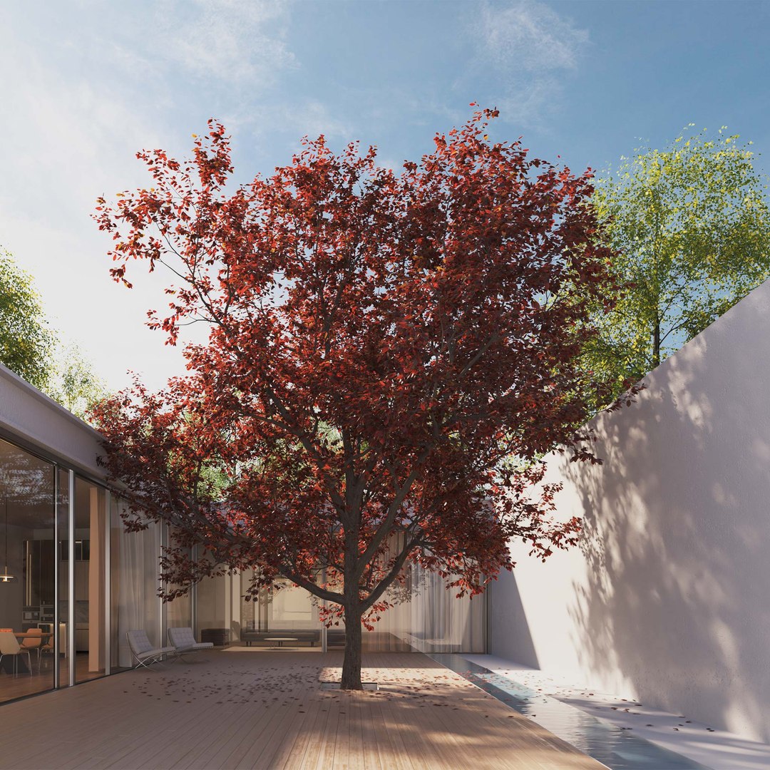 3D Real Trees III https://p.turbosquid.com/ts-thumb/6B/8vPwdA/CL/vpblackplumtreev10/jpg/1685383538/1920x1080/fit_q87/d3b41dfc130181ef748c1e543360c893bb6b5c9b/vpblackplumtreev10.jpg