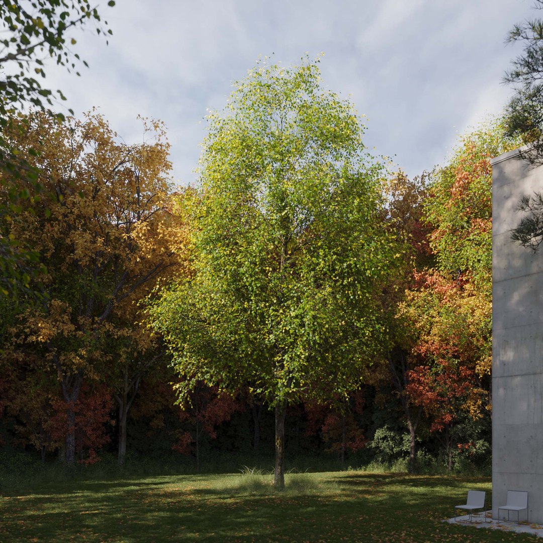 3D Real Trees III https://p.turbosquid.com/ts-thumb/6B/8vPwdA/CR/vplindentreev8/jpg/1685383410/1920x1080/fit_q87/4b1741e8b2d1e398e77aaac7d58d50ee46df7a7a/vplindentreev8.jpg