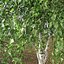 Real Trees III