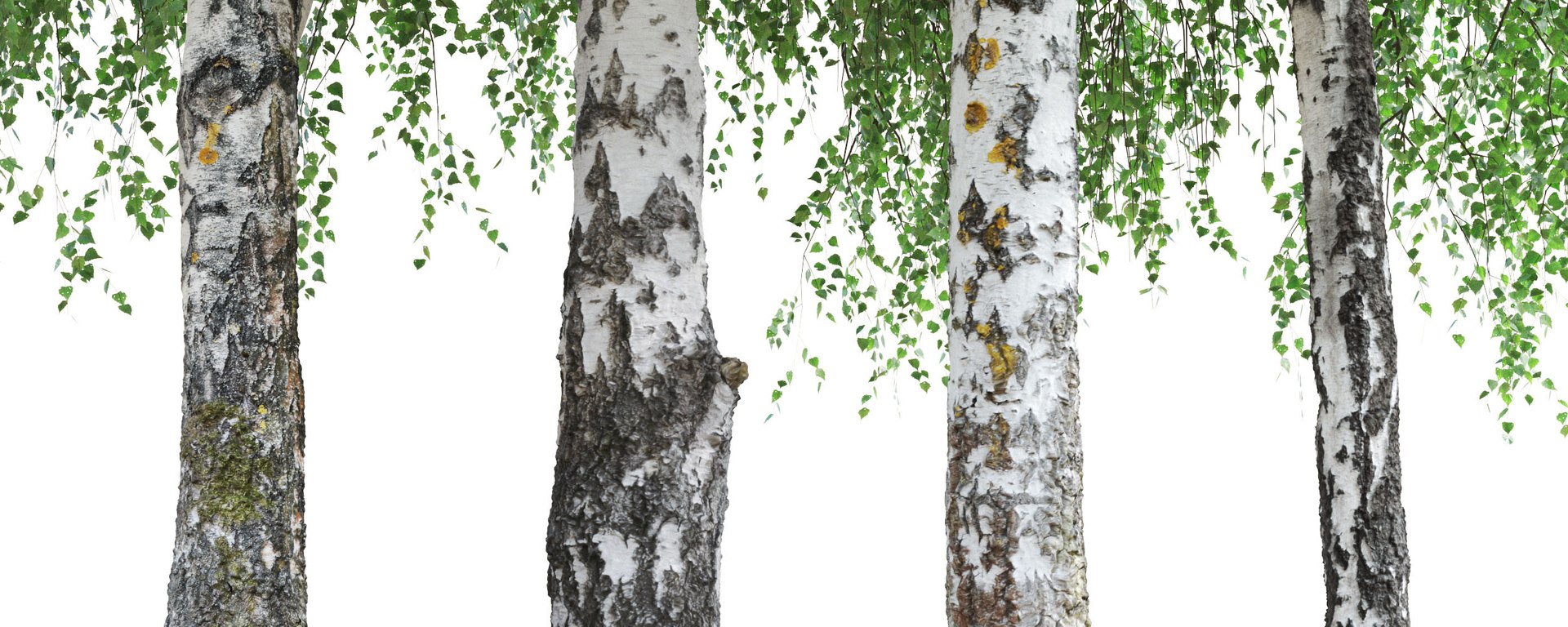 3D Real Trees III https://p.turbosquid.com/ts-thumb/6B/8vPwdA/Cx/vpbirchtrunkvariations2500px/jpg/1685383338/1920x1080/fit_q87/b32c20076a52d7eb56a8188922bee2410d3469b8/vpbirchtrunkvariations2500px.jpg