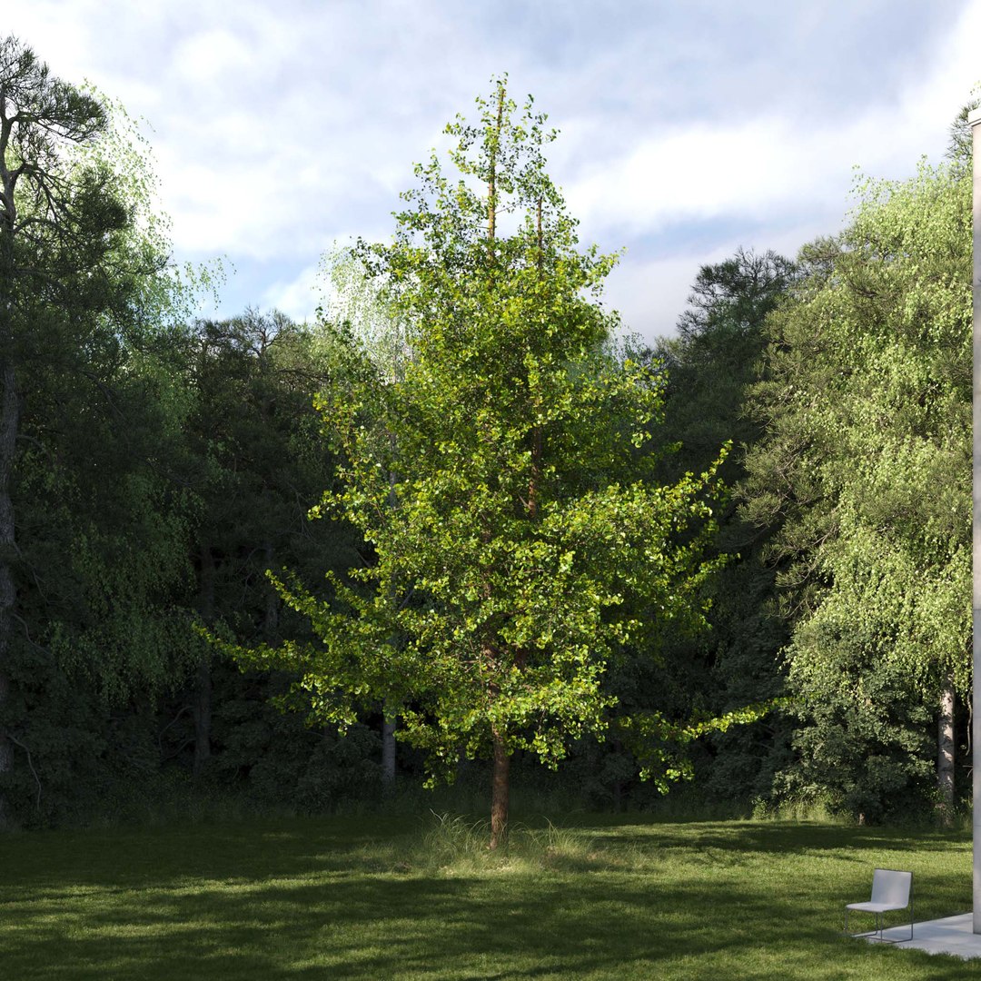 3D Real Trees III https://p.turbosquid.com/ts-thumb/6B/8vPwdA/Ek/vpginkgotreev9/jpg/1685383380/1920x1080/fit_q87/87c2e737607ba61c8c54f17d828c40fb1257466c/vpginkgotreev9.jpg