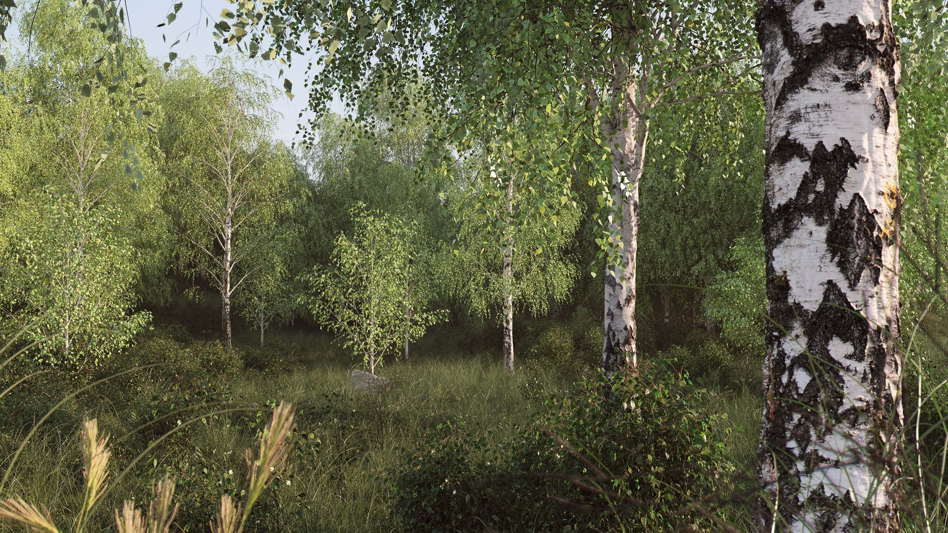 3D Real Trees III https://p.turbosquid.com/ts-thumb/6B/8vPwdA/Et/vpbirchforest2500px/jpg/1685383337/1920x1080/fit_q87/a9b3081976b89028188b0d1bb3fc07800d09f04f/vpbirchforest2500px.jpg