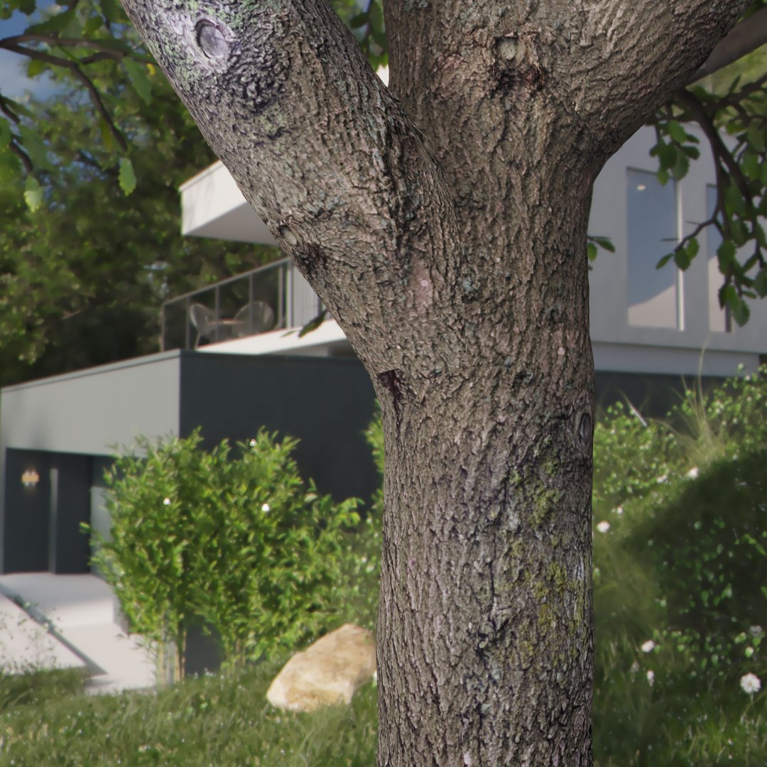 3D Real Trees III https://p.turbosquid.com/ts-thumb/6B/8vPwdA/FO/vpoaktreetrunk2000px/jpg/1685383477/1920x1080/fit_q87/1e70878020f8817ab56d284ab3f42e62a64e667f/vpoaktreetrunk2000px.jpg