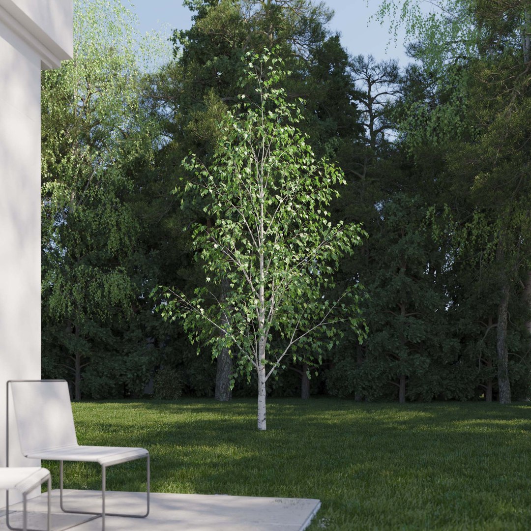 3D Real Trees III https://p.turbosquid.com/ts-thumb/6B/8vPwdA/HM/vpbirchv52k/jpg/1685383340/1920x1080/fit_q87/ea844fefa590eeee7bb05d2bc7e46778b2023de1/vpbirchv52k.jpg