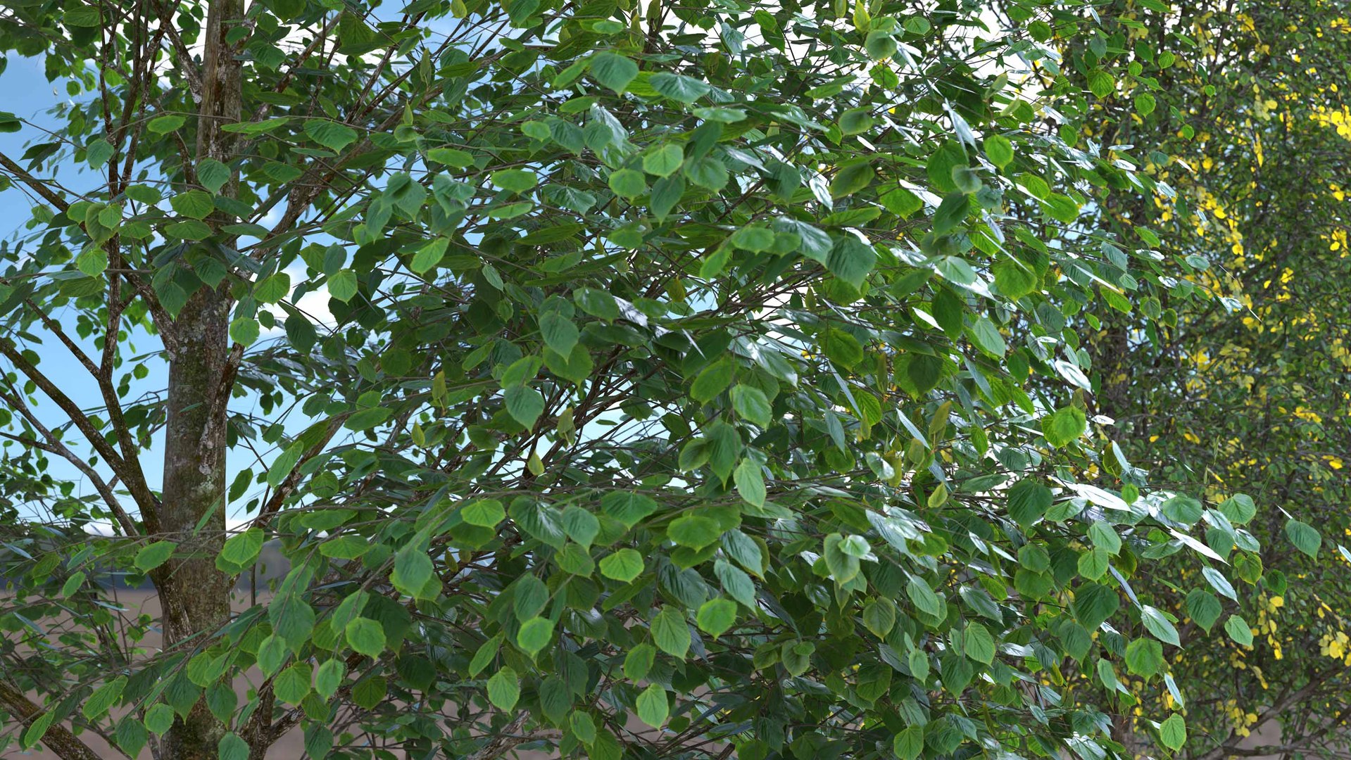 3D Real Trees III https://p.turbosquid.com/ts-thumb/6B/8vPwdA/Hm/vpsummerlindenmood01/jpg/1685383414/1920x1080/fit_q87/f63f74875b969f0607e485d07741122e0d8c9dd1/vpsummerlindenmood01.jpg