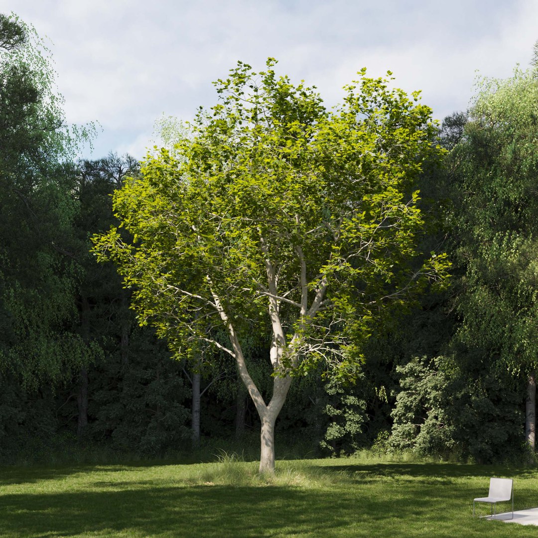 3D Real Trees III https://p.turbosquid.com/ts-thumb/6B/8vPwdA/Jw/vpamericanplanetreev10/jpg/1685383556/1920x1080/fit_q87/a0ed76359d7479015891b2e4a3947191431c3ec5/vpamericanplanetreev10.jpg