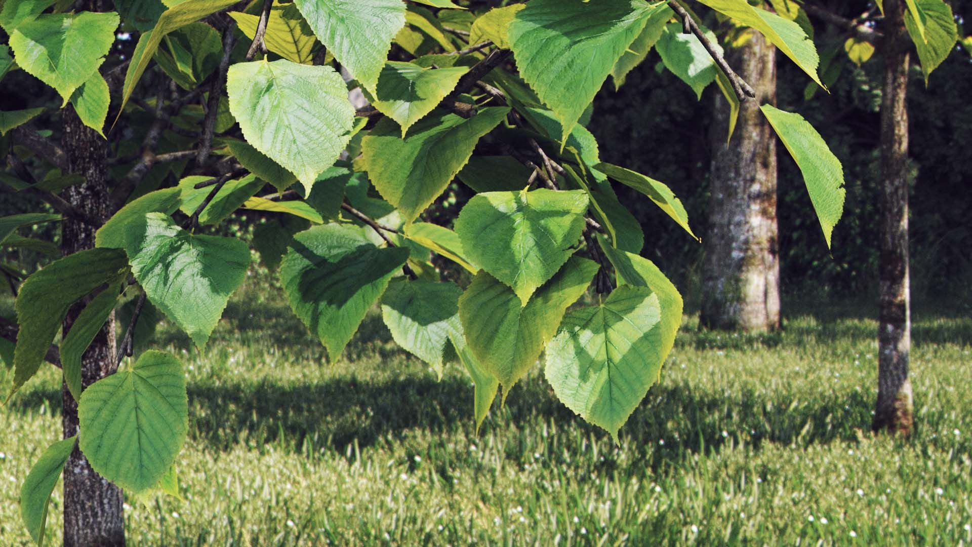 3D Real Trees III https://p.turbosquid.com/ts-thumb/6B/8vPwdA/K4/vpsummerlindencloseup/jpg/1685383412/1920x1080/fit_q87/a155f3f21effda17eb52f53de98abf53f13796b5/vpsummerlindencloseup.jpg
