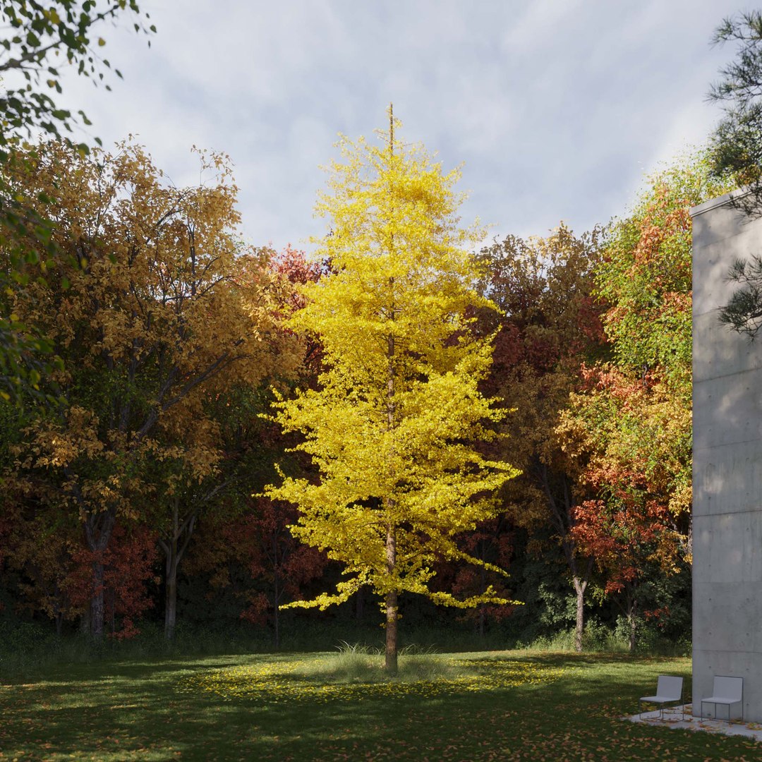 3D Real Trees III https://p.turbosquid.com/ts-thumb/6B/8vPwdA/L4/vpginkgotreev10/jpg/1685383381/1920x1080/fit_q87/995264081ee8cc22662dd1364206308ad72bee5e/vpginkgotreev10.jpg