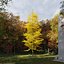 Real Trees III