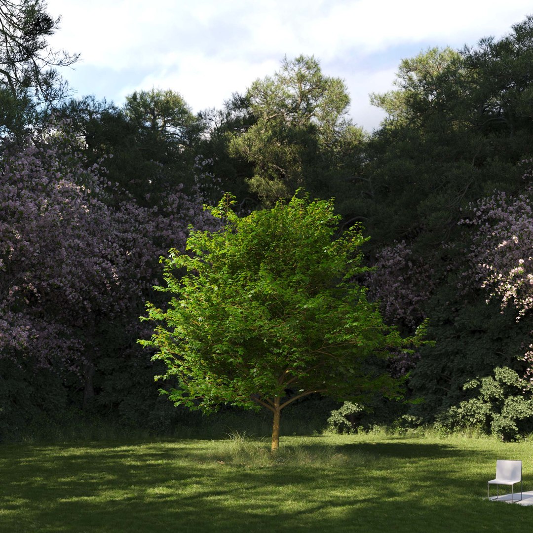 3D Real Trees III https://p.turbosquid.com/ts-thumb/6B/8vPwdA/NQ/vpsycamoremaplev6/jpg/1685383519/1920x1080/fit_q87/fbcad48f464c9c1af4c88545521953c1e01bcca4/vpsycamoremaplev6.jpg
