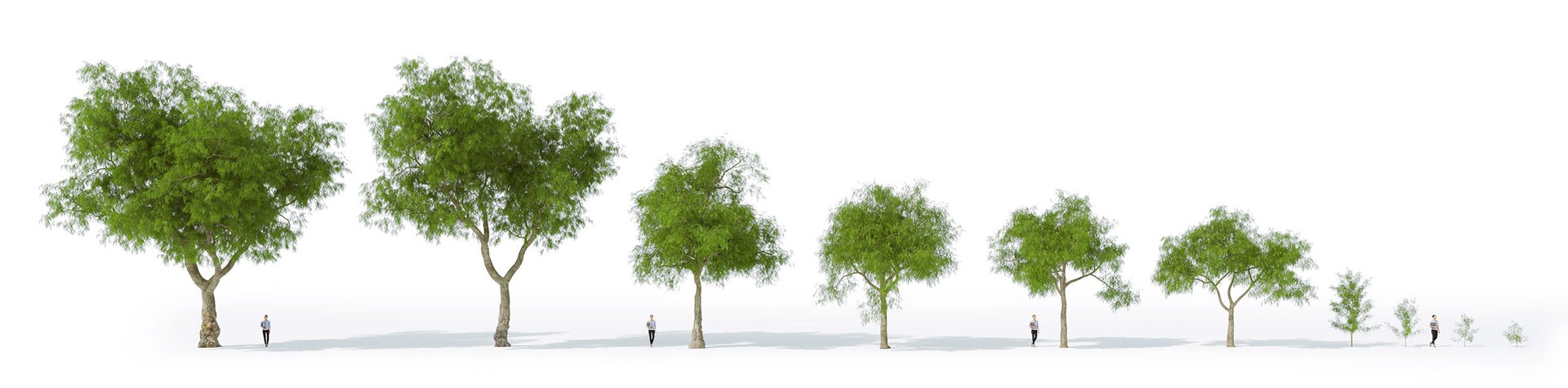 3D Real Trees III https://p.turbosquid.com/ts-thumb/6B/8vPwdA/PF/vpamericanpeppertreeall10variationscc/jpg/1685383430/1920x1080/fit_q87/9efae8514c8dd3144fdded3a00397bc3c9057314/vpamericanpeppertreeall10variationscc.jpg