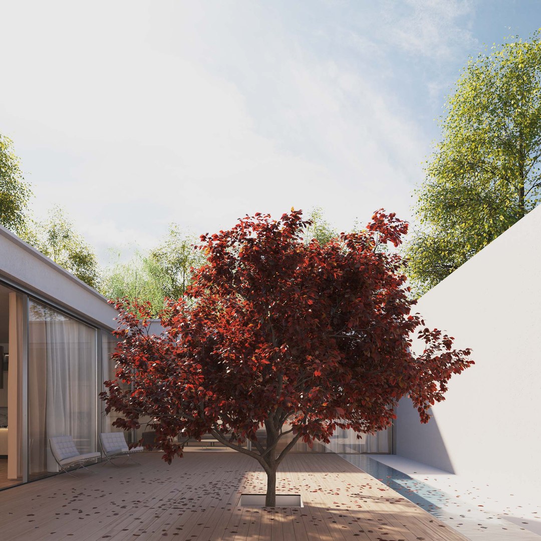 3D Real Trees III https://p.turbosquid.com/ts-thumb/6B/8vPwdA/Qx/vpblackplumtreev4/jpg/1685383532/1920x1080/fit_q87/e8293843112eff1424ef7c479ce2f88d4bdbed32/vpblackplumtreev4.jpg