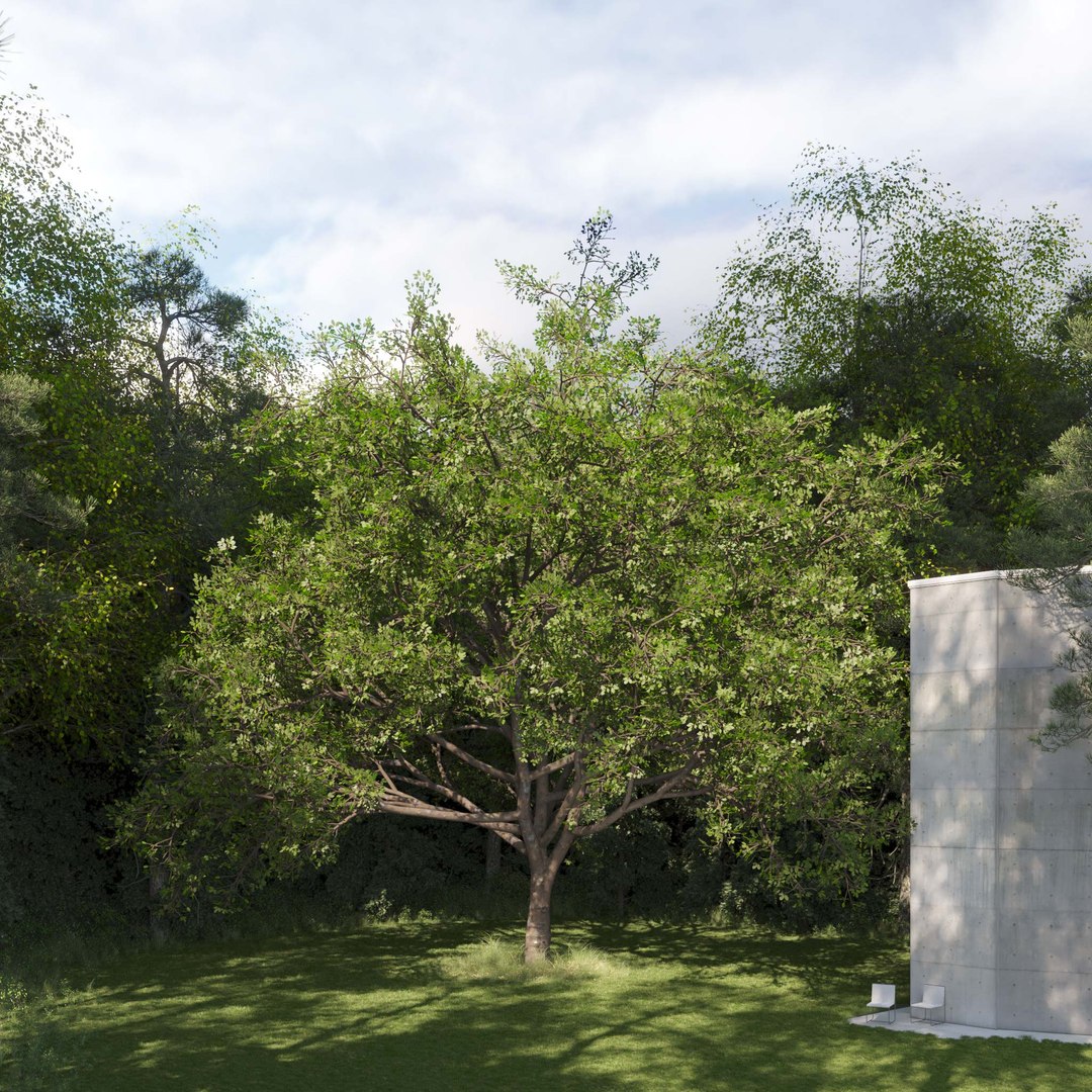 3D Real Trees III https://p.turbosquid.com/ts-thumb/6B/8vPwdA/RD/vpoaktreev9/jpg/1685383472/1920x1080/fit_q87/802c90b78e1926c3c88d4ca3a41e01066675ef7f/vpoaktreev9.jpg