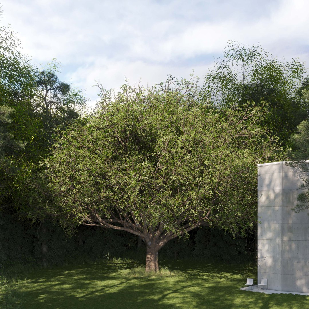 3D Real Trees III https://p.turbosquid.com/ts-thumb/6B/8vPwdA/SP/vpoaktreev10/jpg/1685383473/1920x1080/fit_q87/0b819a6f771fb02dce48f0a1d5a8182175991d5e/vpoaktreev10.jpg