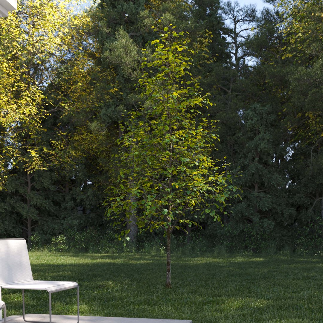 3D Real Trees III https://p.turbosquid.com/ts-thumb/6B/8vPwdA/SY/vplindentreev2/jpg/1685383407/1920x1080/fit_q87/fca1474cb8658f277eaf406ed4064dd41847eb2e/vplindentreev2.jpg