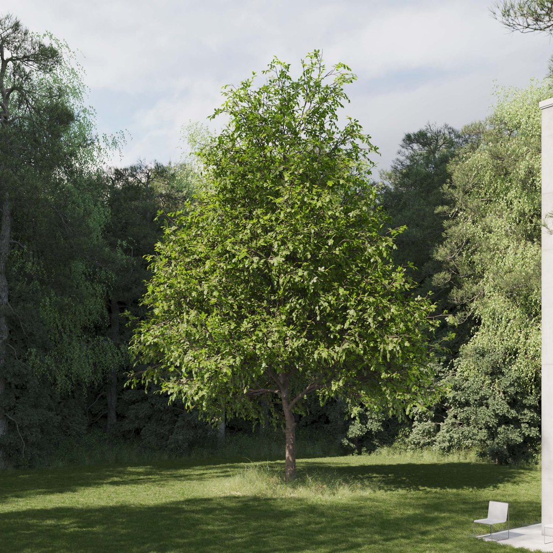 3D Real Trees III https://p.turbosquid.com/ts-thumb/6B/8vPwdA/TX/vpoaktreev5/jpg/1685383470/1920x1080/fit_q87/09485918c34a4104f97bf34ec489a92fe7e3230b/vpoaktreev5.jpg