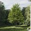 Real Trees III