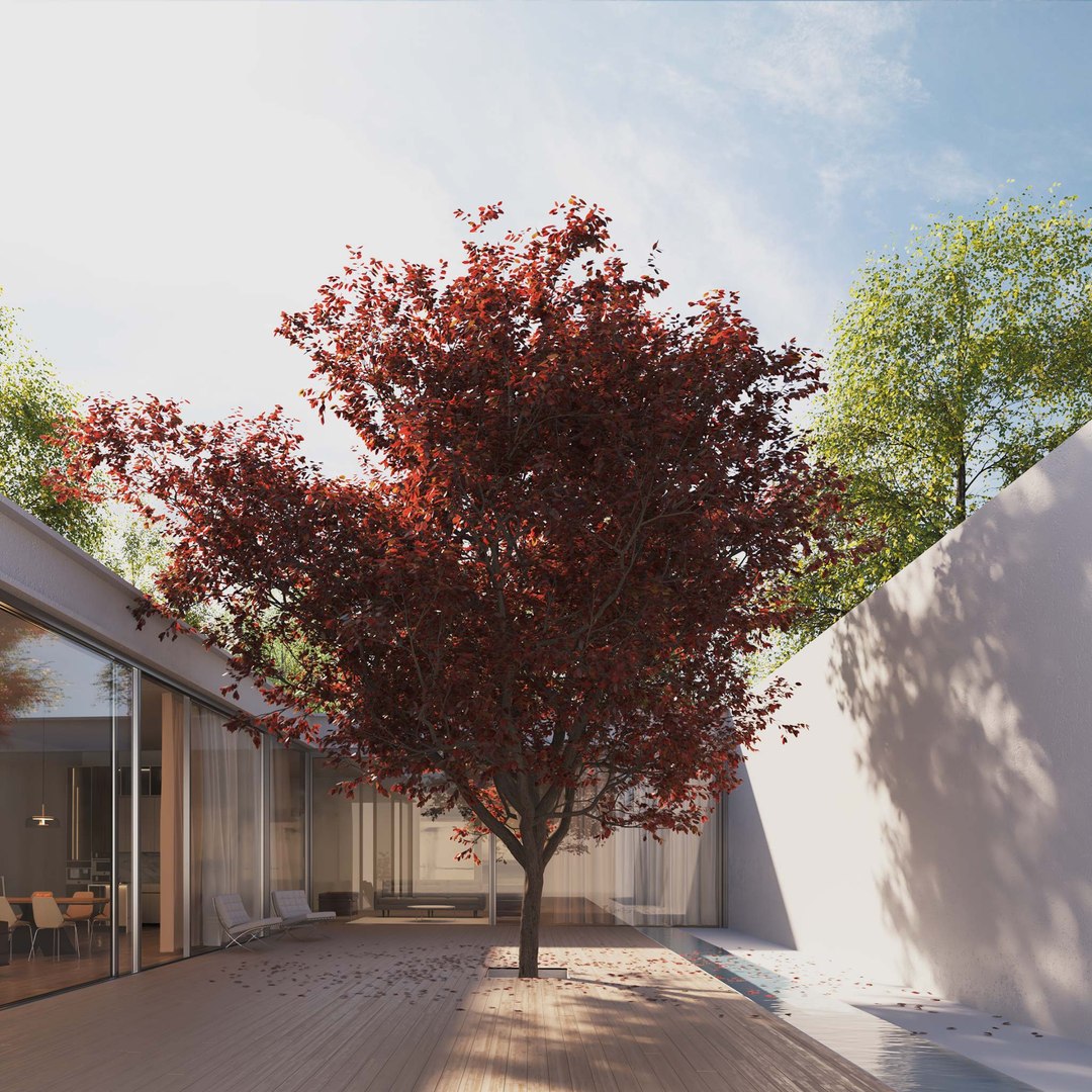 3D Real Trees III https://p.turbosquid.com/ts-thumb/6B/8vPwdA/V5/vpblackplumtreev8/jpg/1685383538/1920x1080/fit_q87/7b8d21ff7d83b6e7cf420d84fd1fb2f2982e79e9/vpblackplumtreev8.jpg