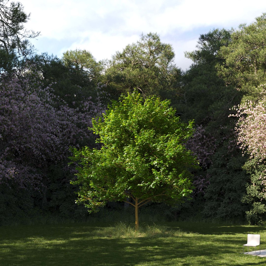 3D Real Trees III https://p.turbosquid.com/ts-thumb/6B/8vPwdA/VD/vpsycamoremaplev5/jpg/1685383518/1920x1080/fit_q87/d948ad214d08f416e9f4ad08d0d1d9e5ad57e281/vpsycamoremaplev5.jpg