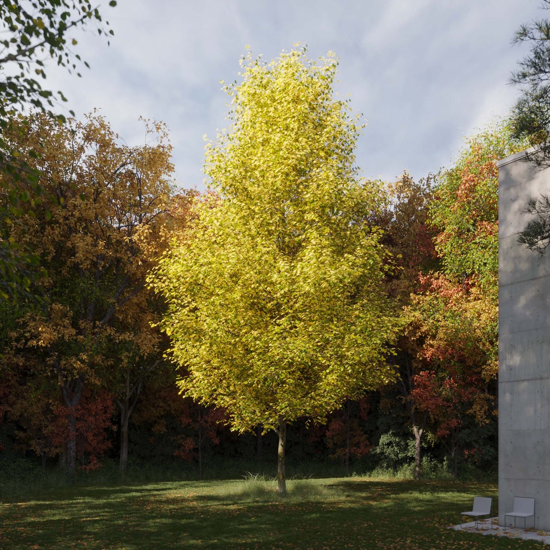 3D Real Trees III https://p.turbosquid.com/ts-thumb/6B/8vPwdA/Wd/vplindentreev9/jpg/1685383411/1920x1080/fit_q87/447e2d9736593db52a300c4d4ecb8206437541e3/vplindentreev9.jpg