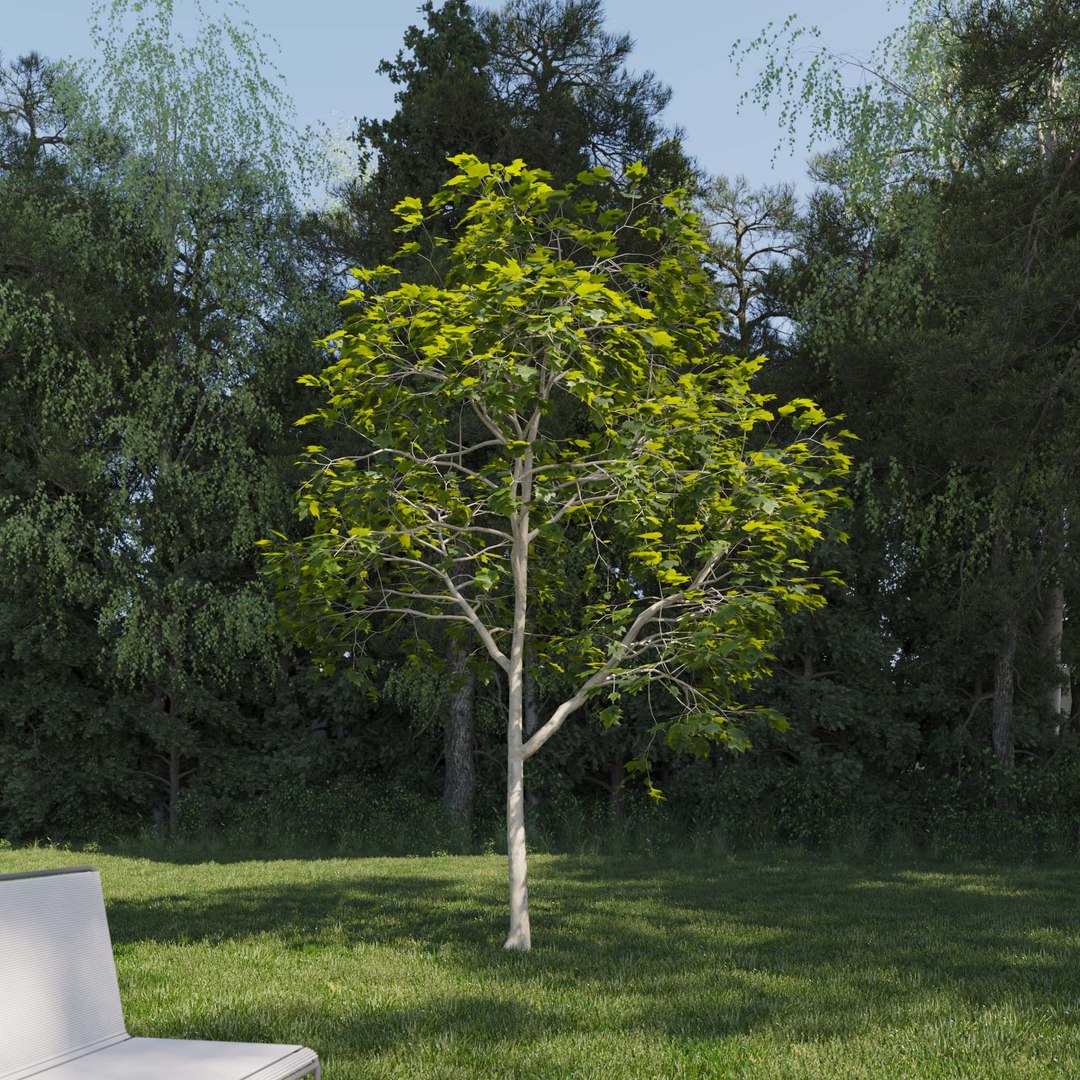 3D Real Trees III https://p.turbosquid.com/ts-thumb/6B/8vPwdA/XY/vpamericanplanetreev3/jpg/1685383552/1920x1080/fit_q87/4681aae1e334fce92eeac588b9c9cf280cb12451/vpamericanplanetreev3.jpg