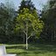 Real Trees III