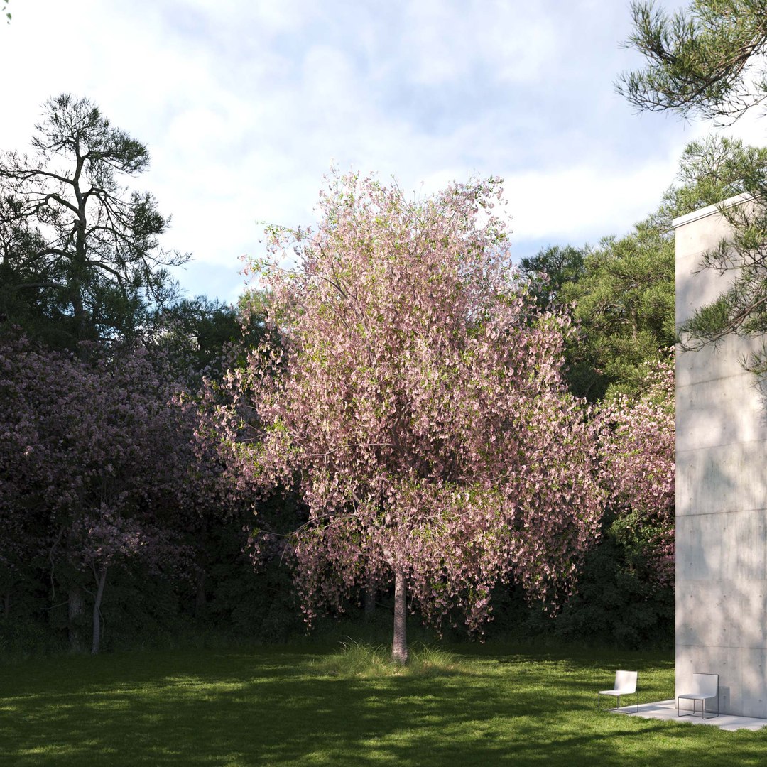 3D Real Trees III https://p.turbosquid.com/ts-thumb/6B/8vPwdA/Xn/vpcherrytreev10/jpg/1685383499/1920x1080/fit_q87/e323f85e8c3fcf0d56ae3da6207f730b0a3285b2/vpcherrytreev10.jpg