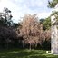 Real Trees III