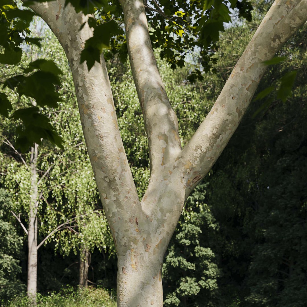 3D Real Trees III https://p.turbosquid.com/ts-thumb/6B/8vPwdA/Xw/vpamericanplanetrunk/jpg/1685383557/1920x1080/fit_q87/5bf30297c45fcbcd0fdc3cab8251e228a7ae66c2/vpamericanplanetrunk.jpg