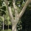 Real Trees III