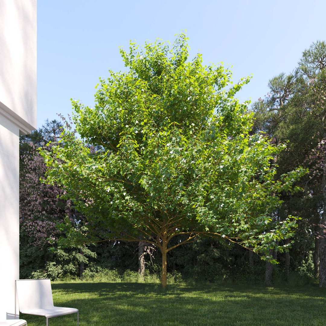 3D Real Trees III https://p.turbosquid.com/ts-thumb/6B/8vPwdA/YO/vpsycamoremaplev3/jpg/1685383517/1920x1080/fit_q87/0b05dbede6ef88c4d286c16c060bd985beb9d25d/vpsycamoremaplev3.jpg