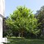 Real Trees III
