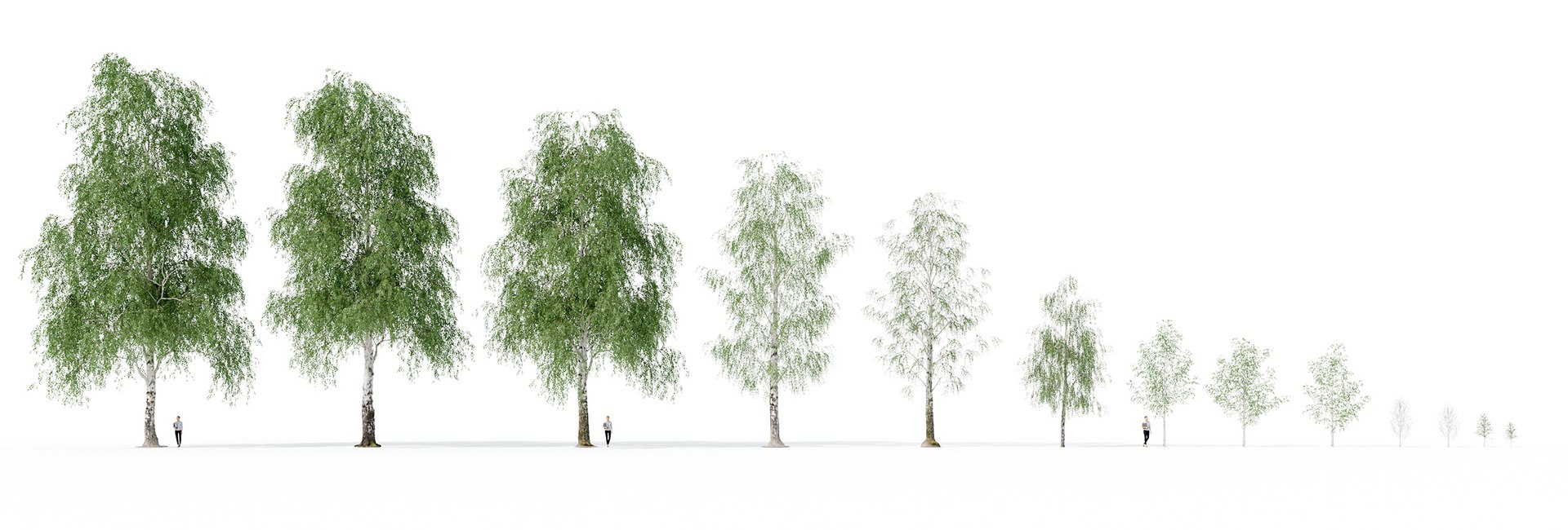 3D Real Trees III https://p.turbosquid.com/ts-thumb/6B/8vPwdA/YX/vpbircheslineupall13trees2500pxcc/jpg/1685383345/1920x1080/fit_q87/b16890c5a793e231c0301249ded0f18e0f2941da/vpbircheslineupall13trees2500pxcc.jpg